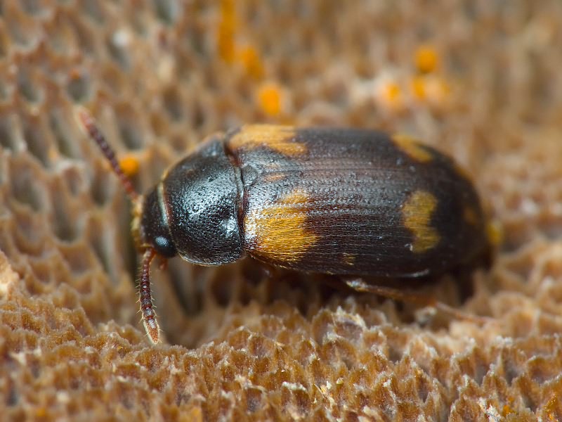 Mycetophagus decempunctatus Fabricius, 1801